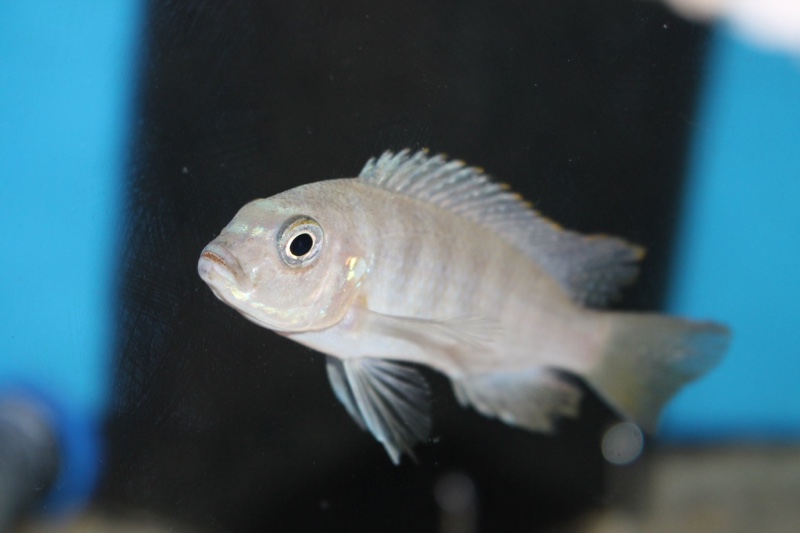 Maylandia nigrodorsalis 'Nkolongwe'